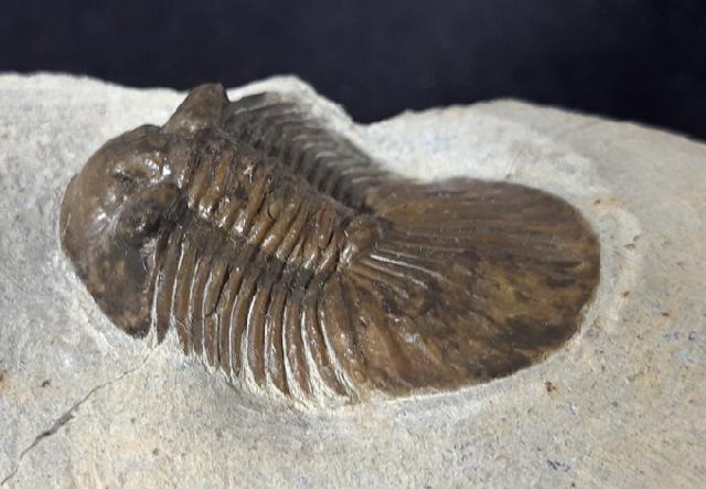 Scabriscutellum hammadi CHATTERTON et al. 2006 - Bild &copy; FossNet FossilienStore